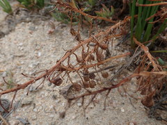 Trachyandra chlamydophylla