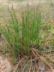 Trachyandra chlamydophylla