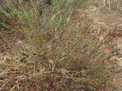 Lampranthus stipulaceus