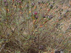 Lampranthus stipulaceus
