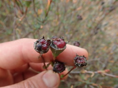 Lampranthus stipulaceus