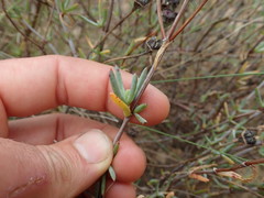 Lampranthus stipulaceus