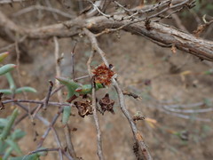 Lampranthus stipulaceus