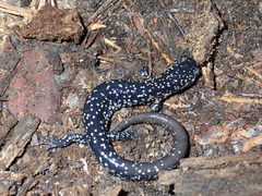 Plethodon grobmani