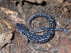 Plethodon grobmani