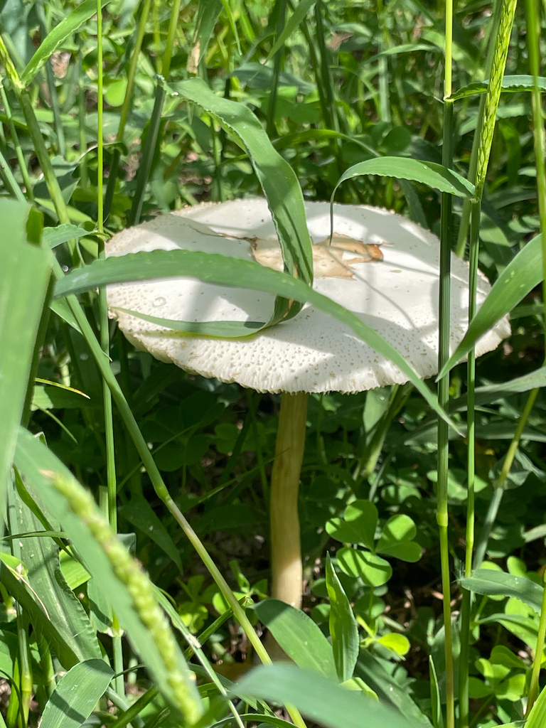 Chlorophyllum molybdites · September 2025 · photo: © bios_biota (iNaturalist, cc0)