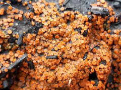 Anthracobia macrocystis