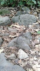 Pseudocalotes tympanistriga