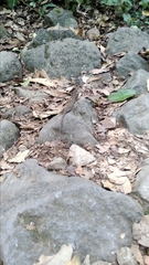 Pseudocalotes tympanistriga