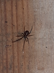 Steatoda