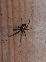 Steatoda