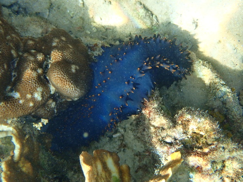Greenfish Sea Cucumber (Stichopus chloronotus)