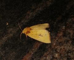 Antheua exanthemata