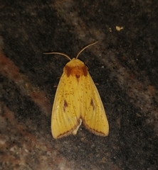 Antheua exanthemata