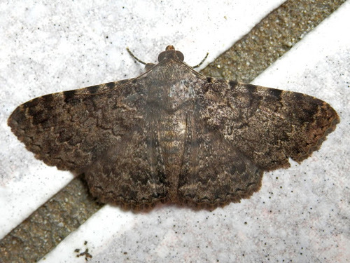 Polydesma boarmoides