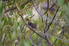 Colinus nigrogularis