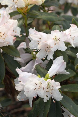 Rhododendron ciliatum