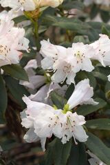 Rhododendron ciliatum