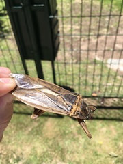 Lethocerus annulipes