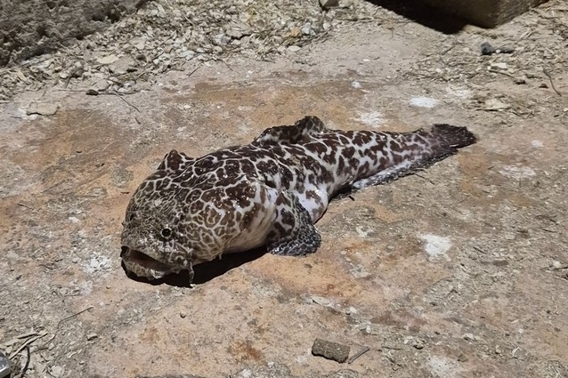 Reticulate toadfish (Sanopus reticulatus) — Batrachoididae