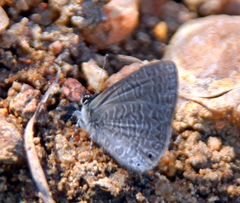 Pseudonacaduba sichela sichela