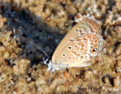 Euchrysops subpallida