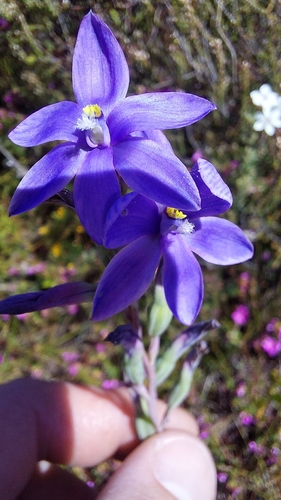 Wallum sun orchid (Thelymitra purpurata)