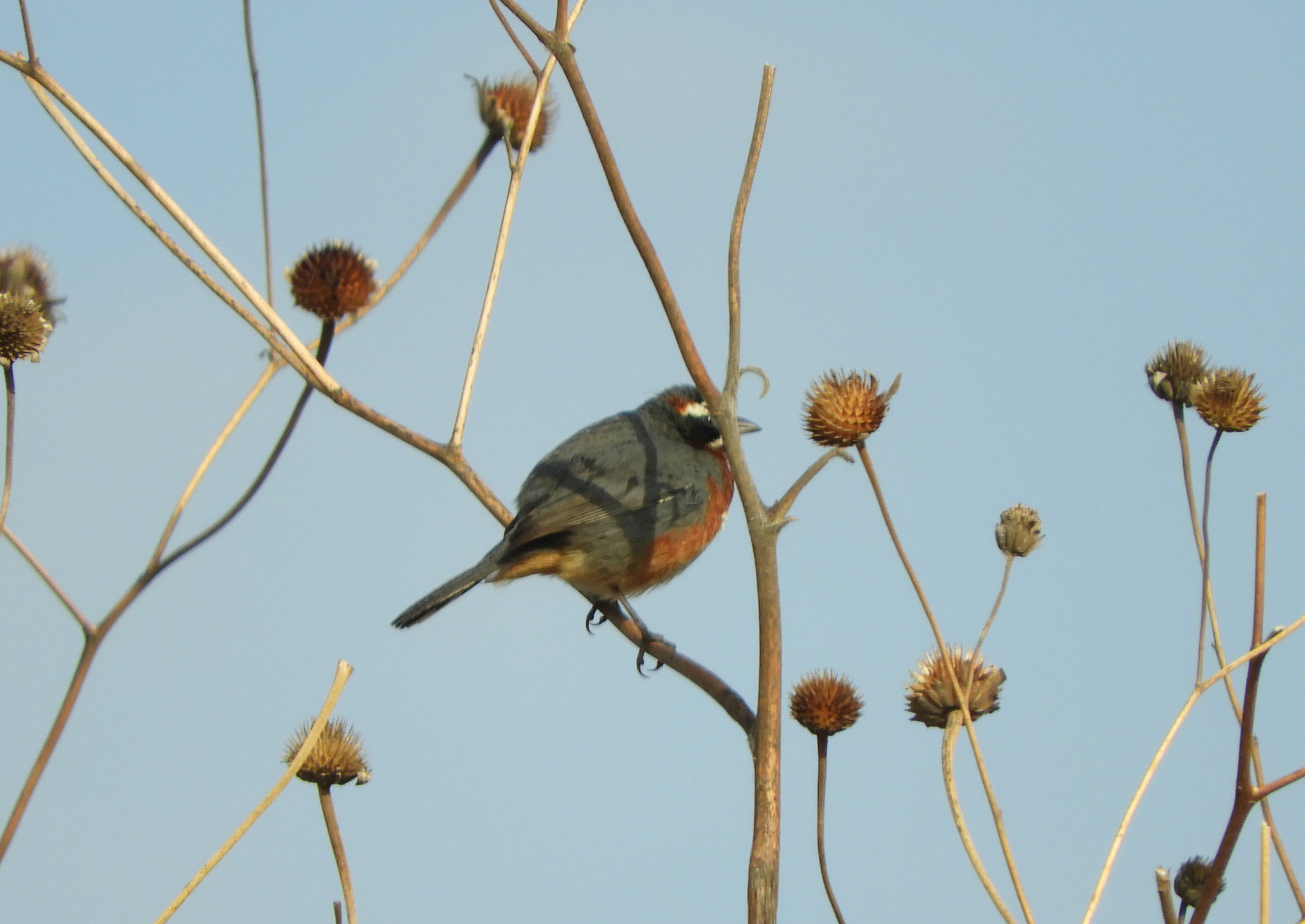 Black-and-chestnut Warbling Finch (Poospiza whitii), photo 9