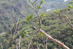 Bursera grandifolia