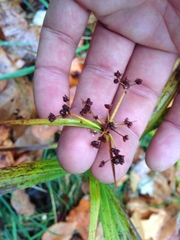 Scirpus polyphyllus
