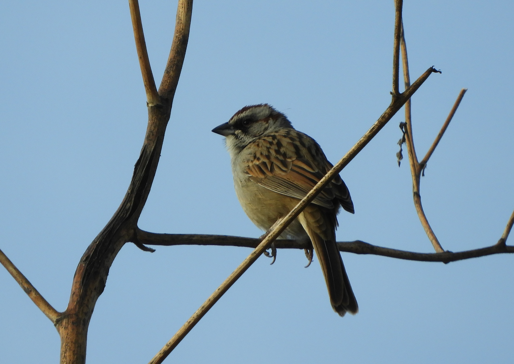 Yungas Sparrow illustration
