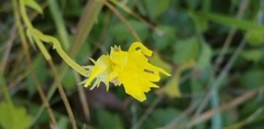 Aquilegia chrysantha