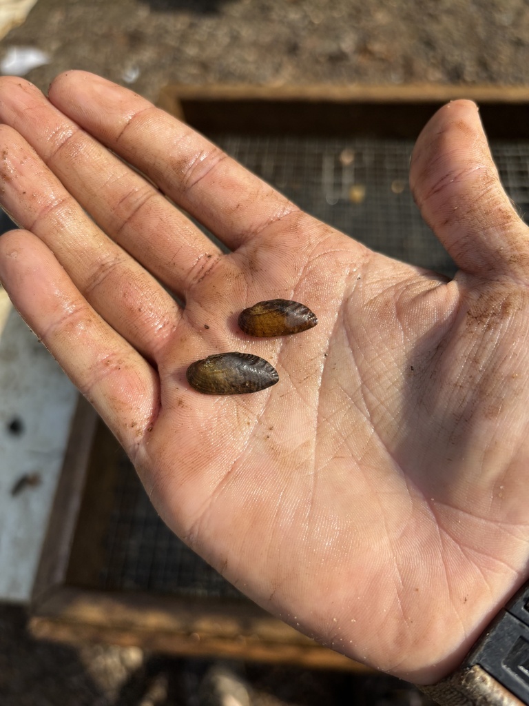 Alabama mocassinshell