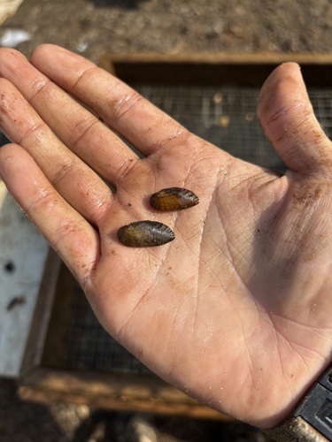Alabama mocassinshell