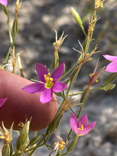 Gypsum Centaury (Zeltnera maryanniana)