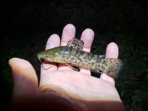 Pantsermeerval (Megalechis thoracata) — Callichthyidae — 3