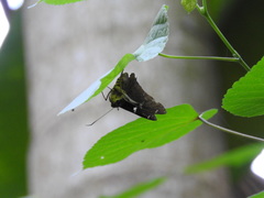 Astraptes fulgerator azul