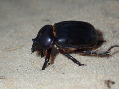 Strategus antaeus