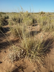 Sporobolus contractus