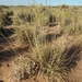 Spike Dropseed - Photo (c) nmso_botany, some rights reserved (CC BY-NC), uploaded by nmso_botany