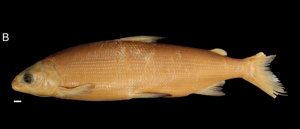 Sand Whitefish