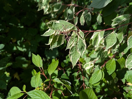 Cornus sericea