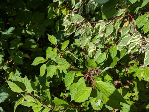 Cornus sericea
