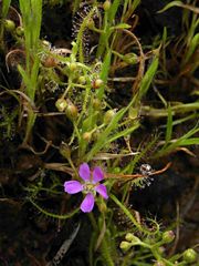 Drosera indica