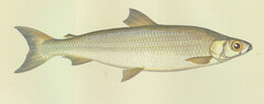 Irish Whitefish photo 2