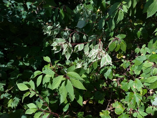 Cornus sericea