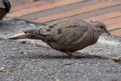 Zenaida auriculata