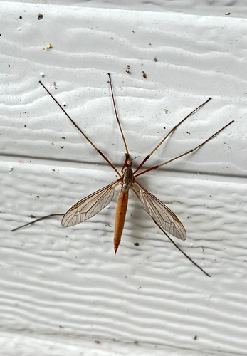 Unknown species found near Thurston County, US-WA, US