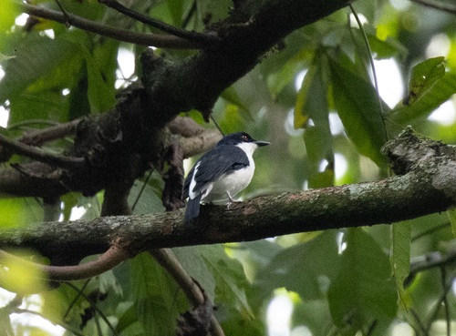 African Shrike-flycatcher (Megabyas flammulatus), photo 6