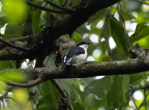 African Shrike-flycatcher (Megabyas flammulatus), photo 7